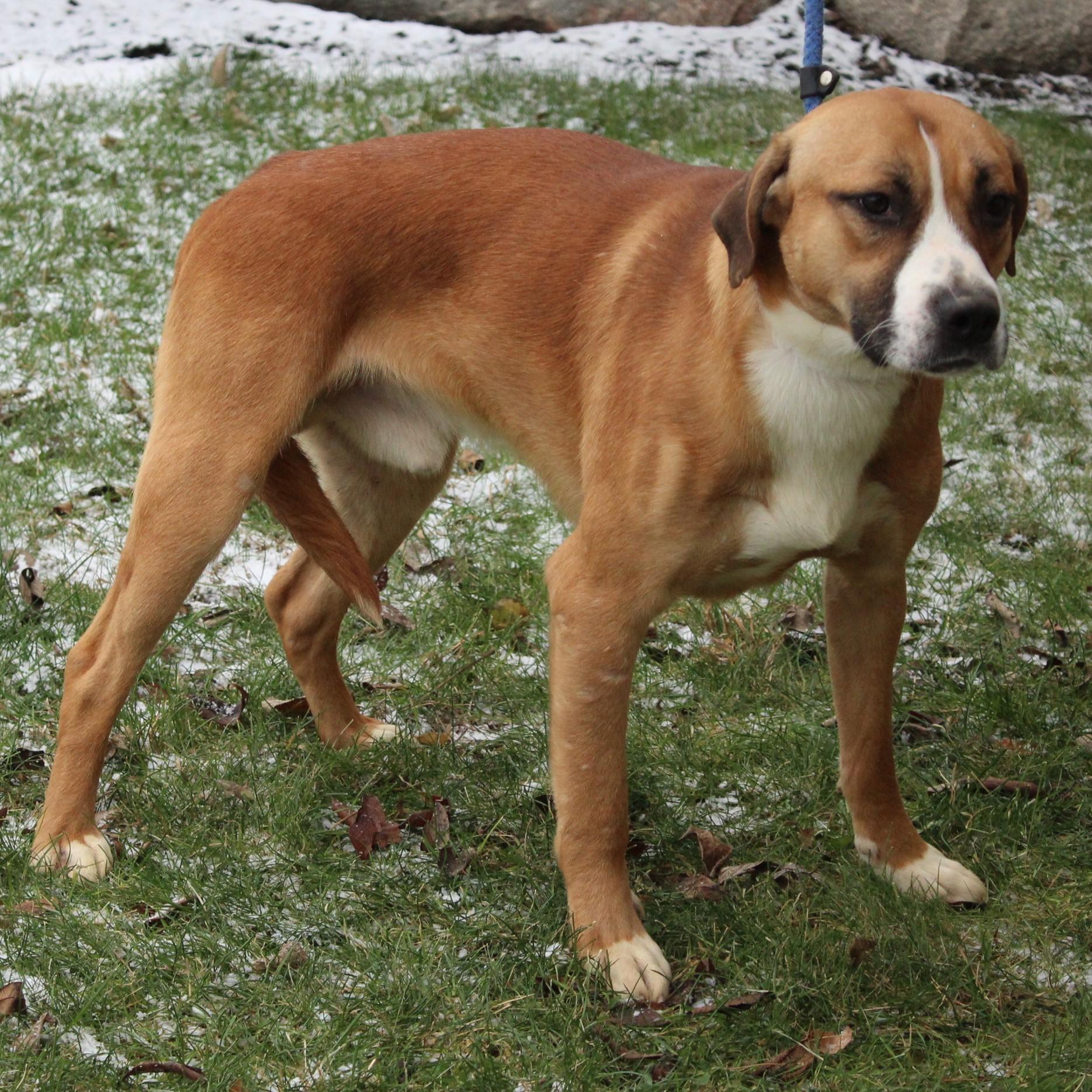 Enlarge Huxley, a ADOPTABLE mixed breed in Eaton, OH image 3/6