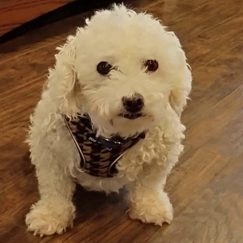 Orville, Adoptable, Adult Male Miniature Poodle.