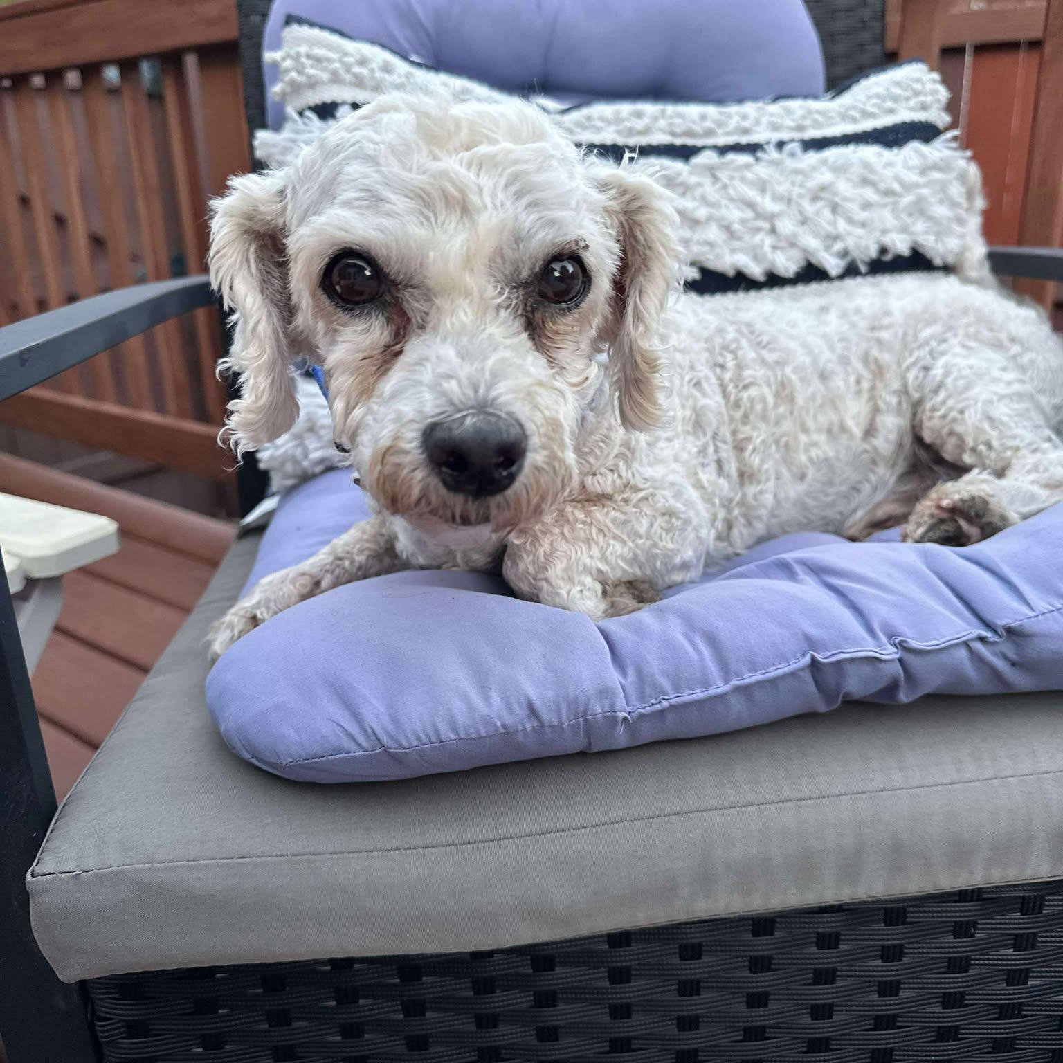 Orville, Adoptable, Adult Male Miniature Poodle.