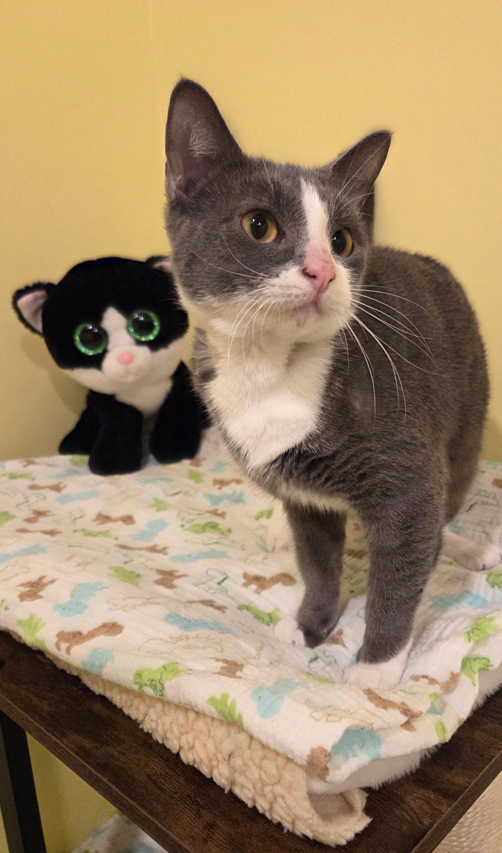 Ladybug, Adopted, Kitten Female Domestic Short Hair.