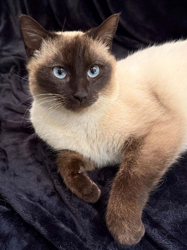 Cupcake25, Adopted, Adult Female Siamese.