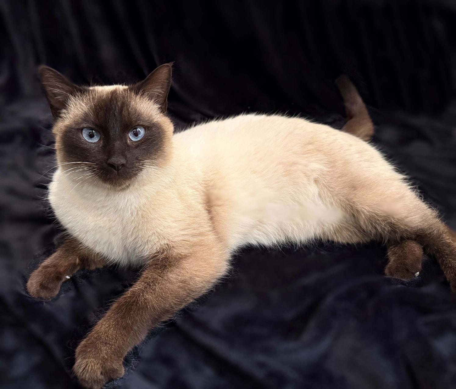 Enlarge Cupcake25, a Adopted Siamese in Nashville, TN image 2/3