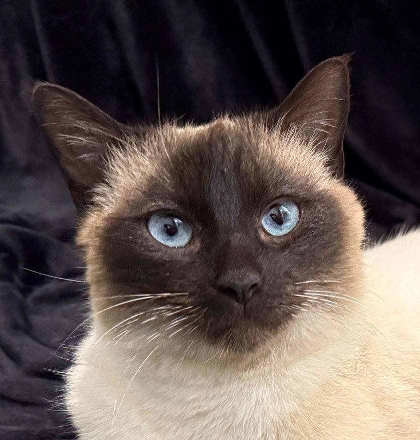 Enlarge Cupcake25, a Adopted Siamese in Nashville, TN image 3/3