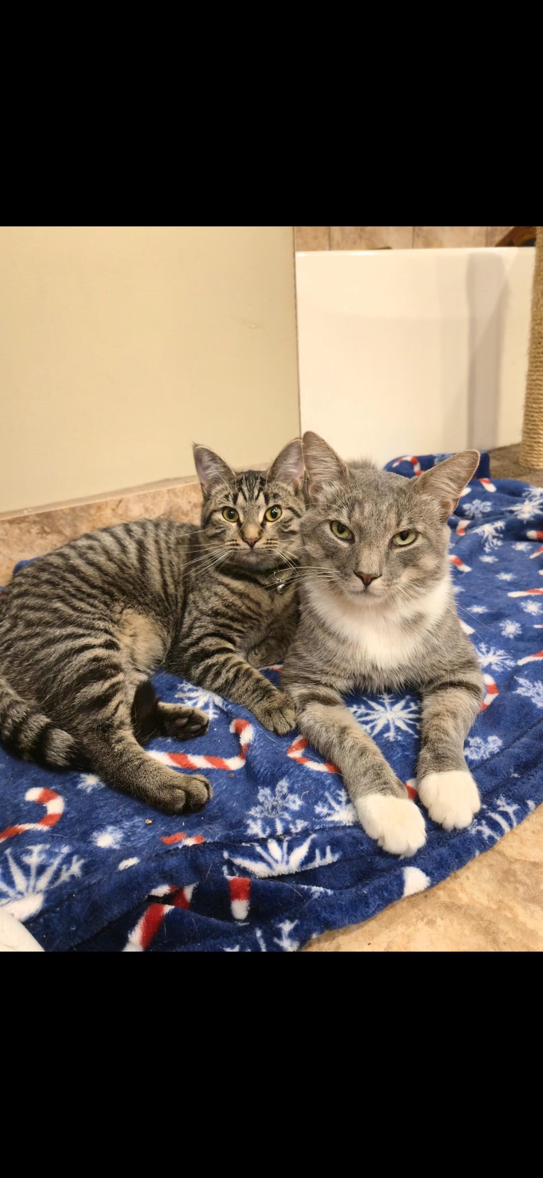 Arcturus, an adopted Domestic Short Hair in Allison Park, PA image 2/3