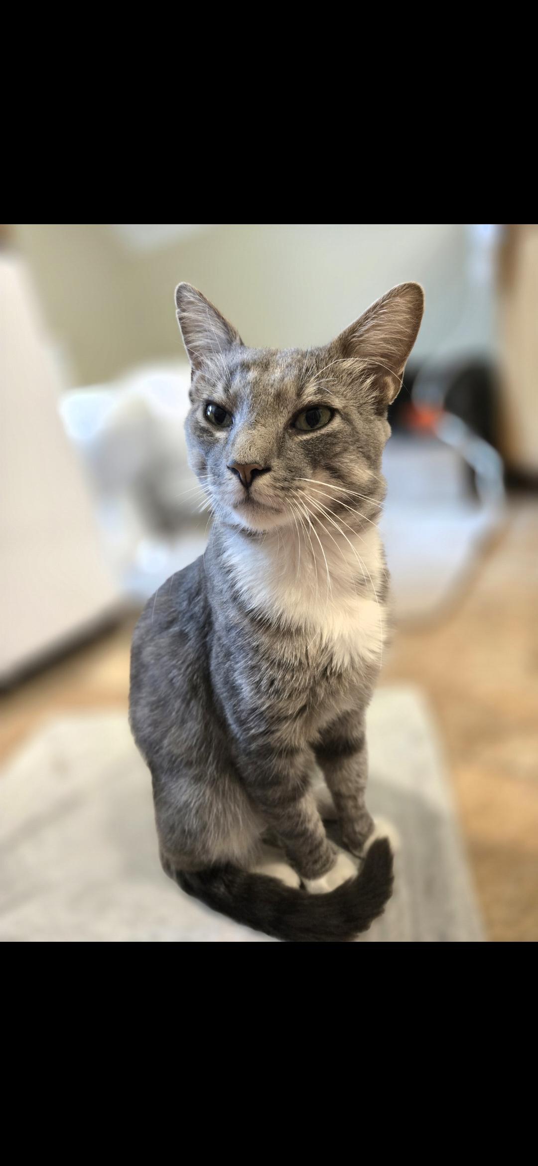 Arcturus, adopted, Adult Male Domestic Short Hair.