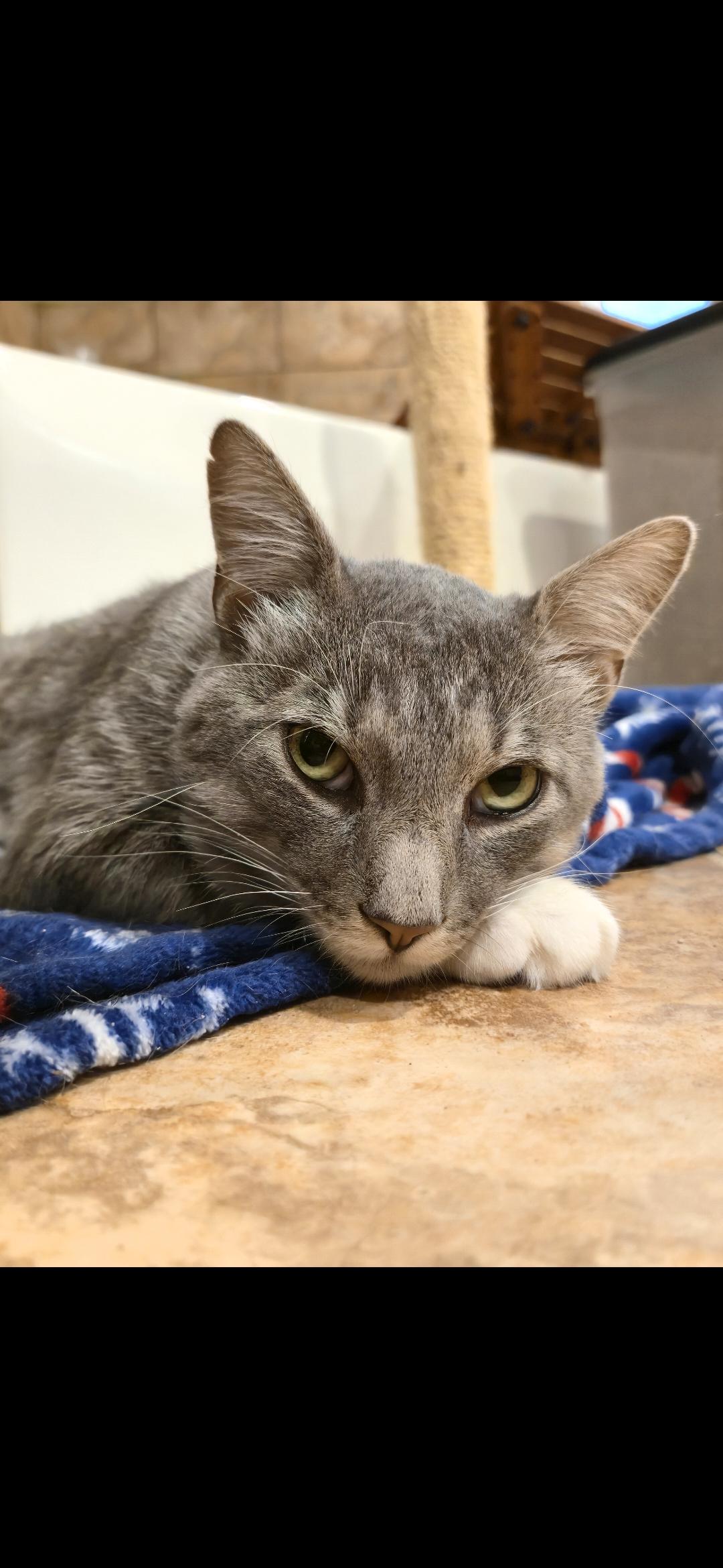 Arcturus, an adopted Domestic Short Hair in Allison Park, PA image 3/3