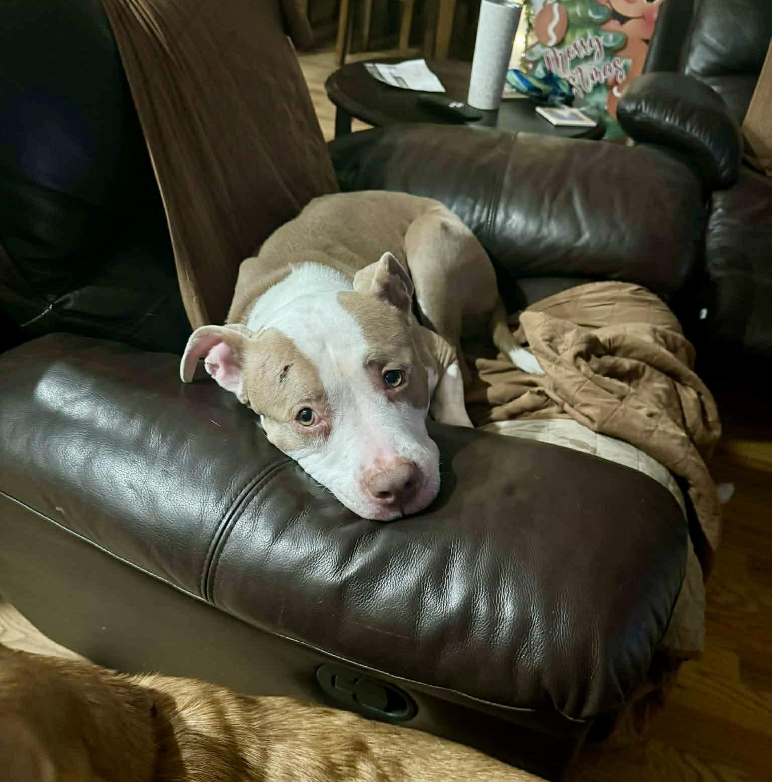 Enlarge ALICE, an adopted mixed breed in Media, PA image 1/6