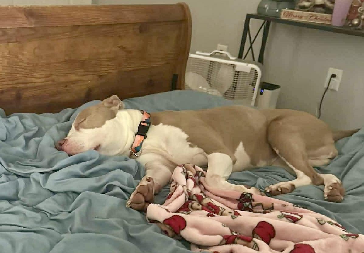 Enlarge ALICE, an adopted mixed breed in Media, PA image 5/6