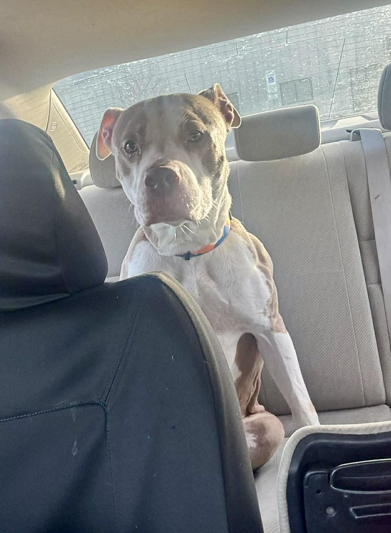 Enlarge ALICE, an adopted mixed breed in Media, PA image 6/6