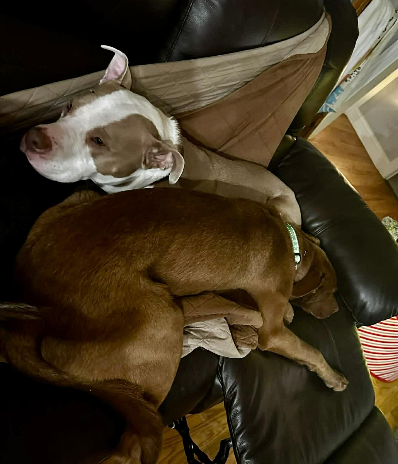 Enlarge ALICE, an adopted mixed breed in Media, PA image 4/6