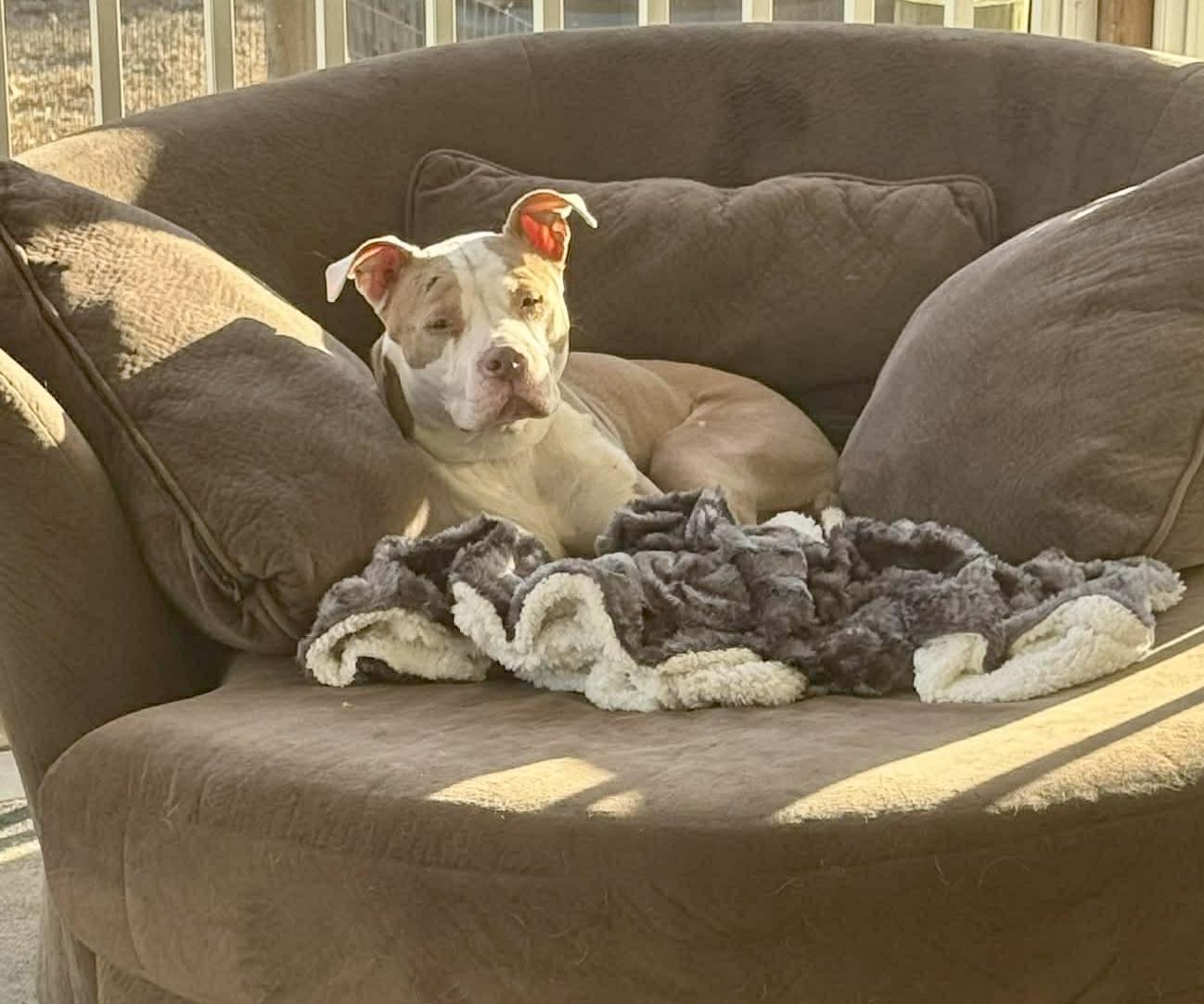 Enlarge ALICE, an adopted mixed breed in Media, PA image 2/6