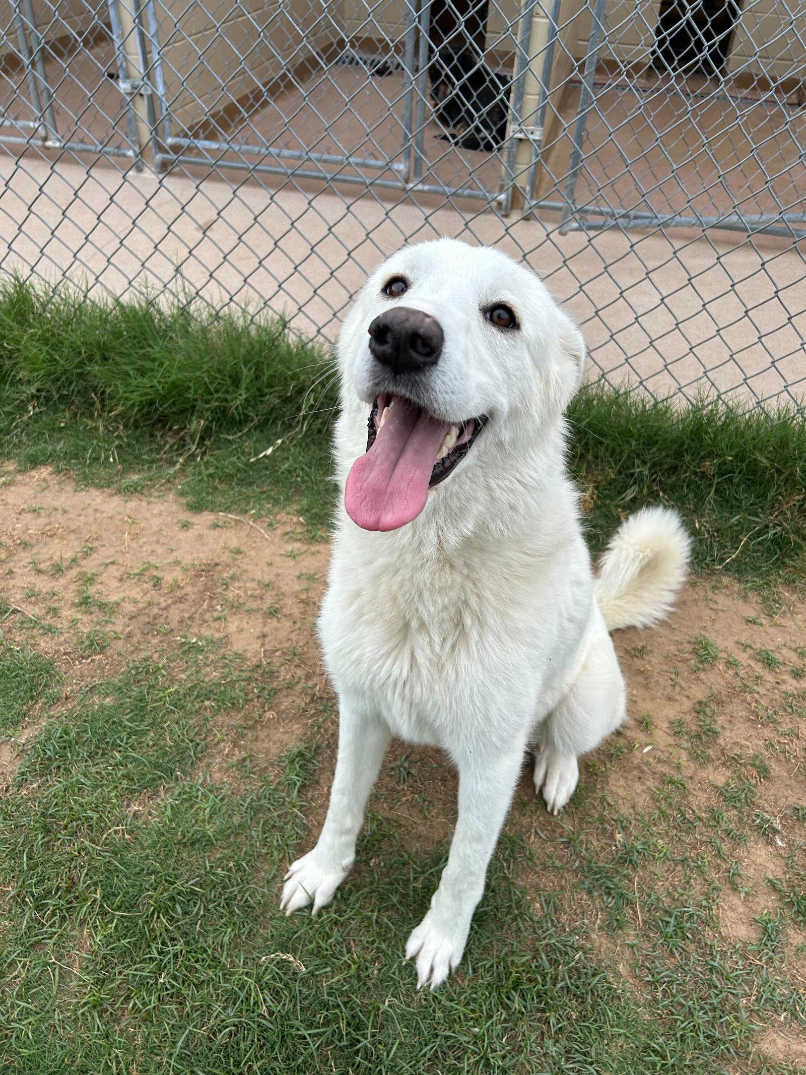 Bell, a Adoptable Great Pyrenees in Croydon, NH image 1/3