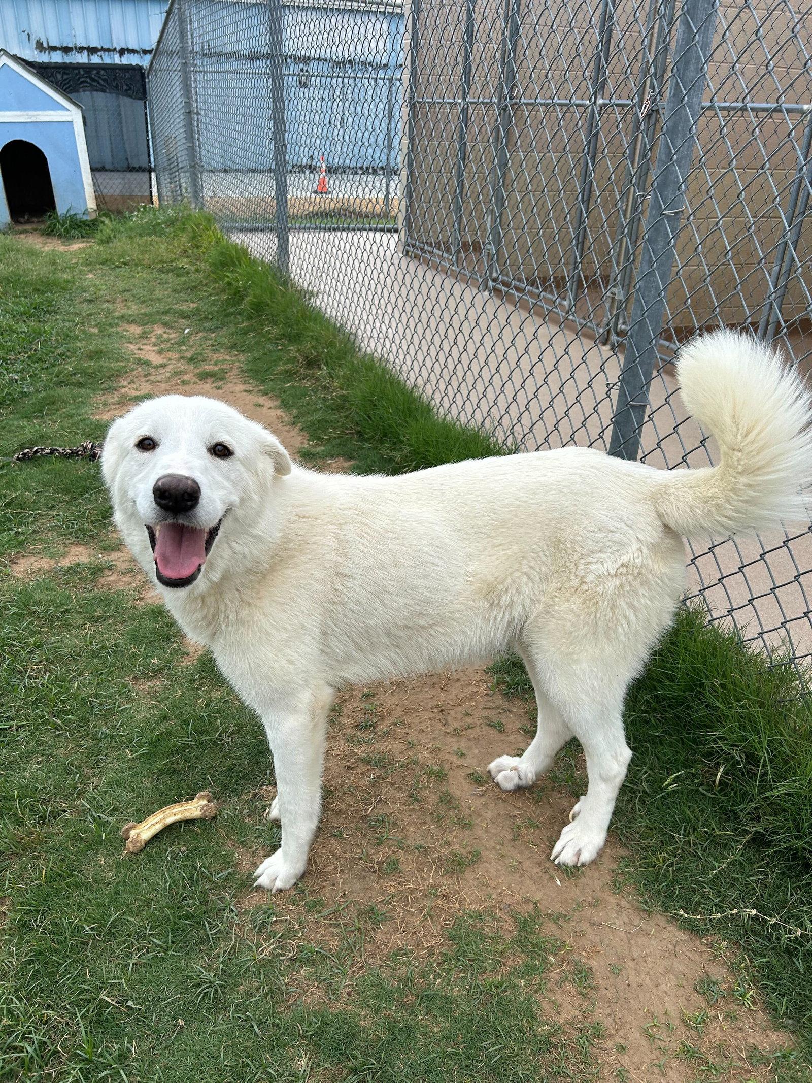 Bell, a Adoptable Great Pyrenees in Croydon, NH image 2/3