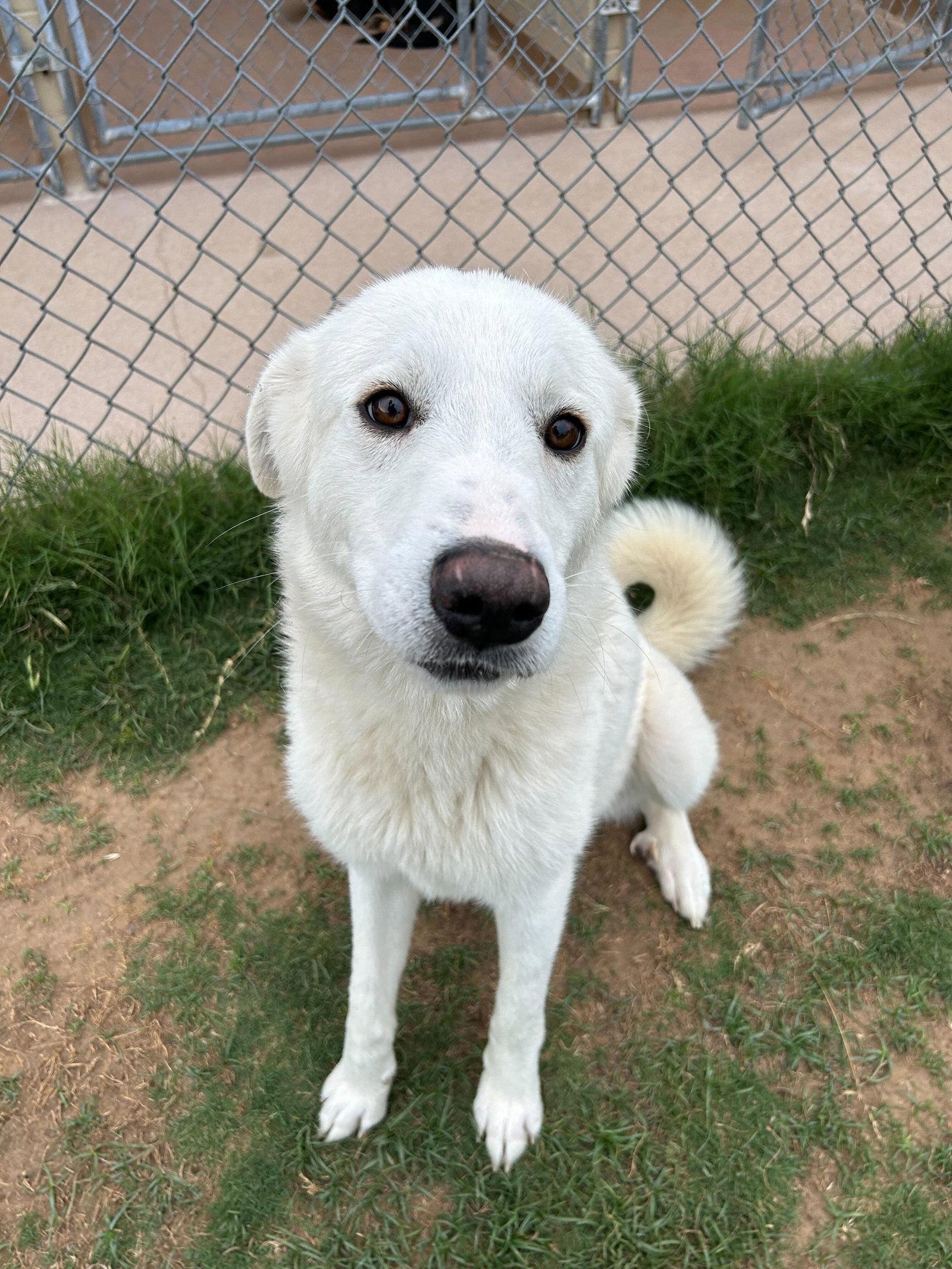 Bell, a Adoptable Great Pyrenees in Croydon, NH image 3/3