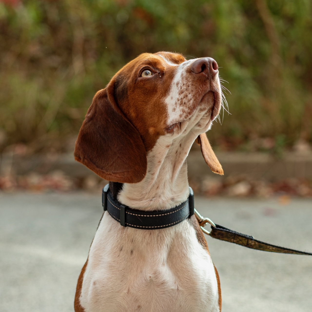 Dog for adoption Pickles, a Pointer & Beagle Mix in laval, QC Petfinder