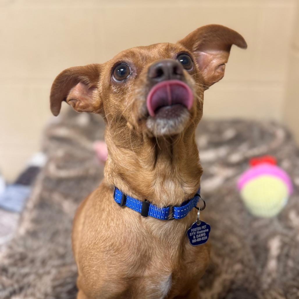 Dobby, Adoptable, Senior Female Chihuahua.