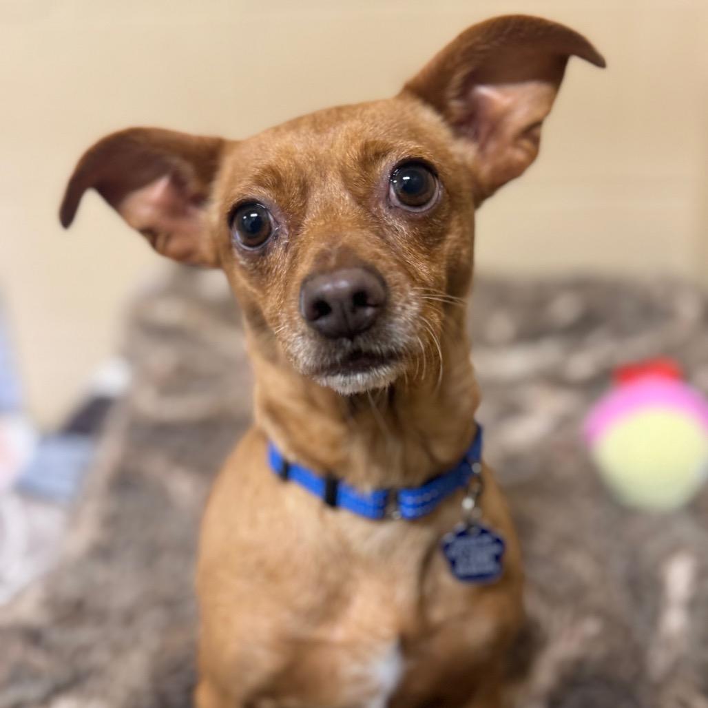 Enlarge Dobby, a Adoptable Chihuahua in Buellton, CA image 2/6