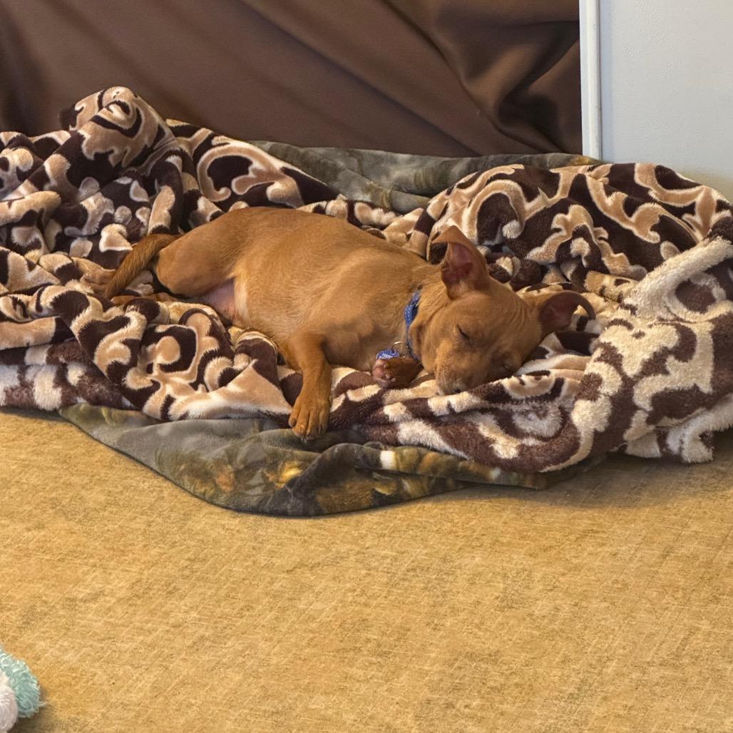 Enlarge Dobby, a Adoptable Chihuahua in Buellton, CA image 3/6