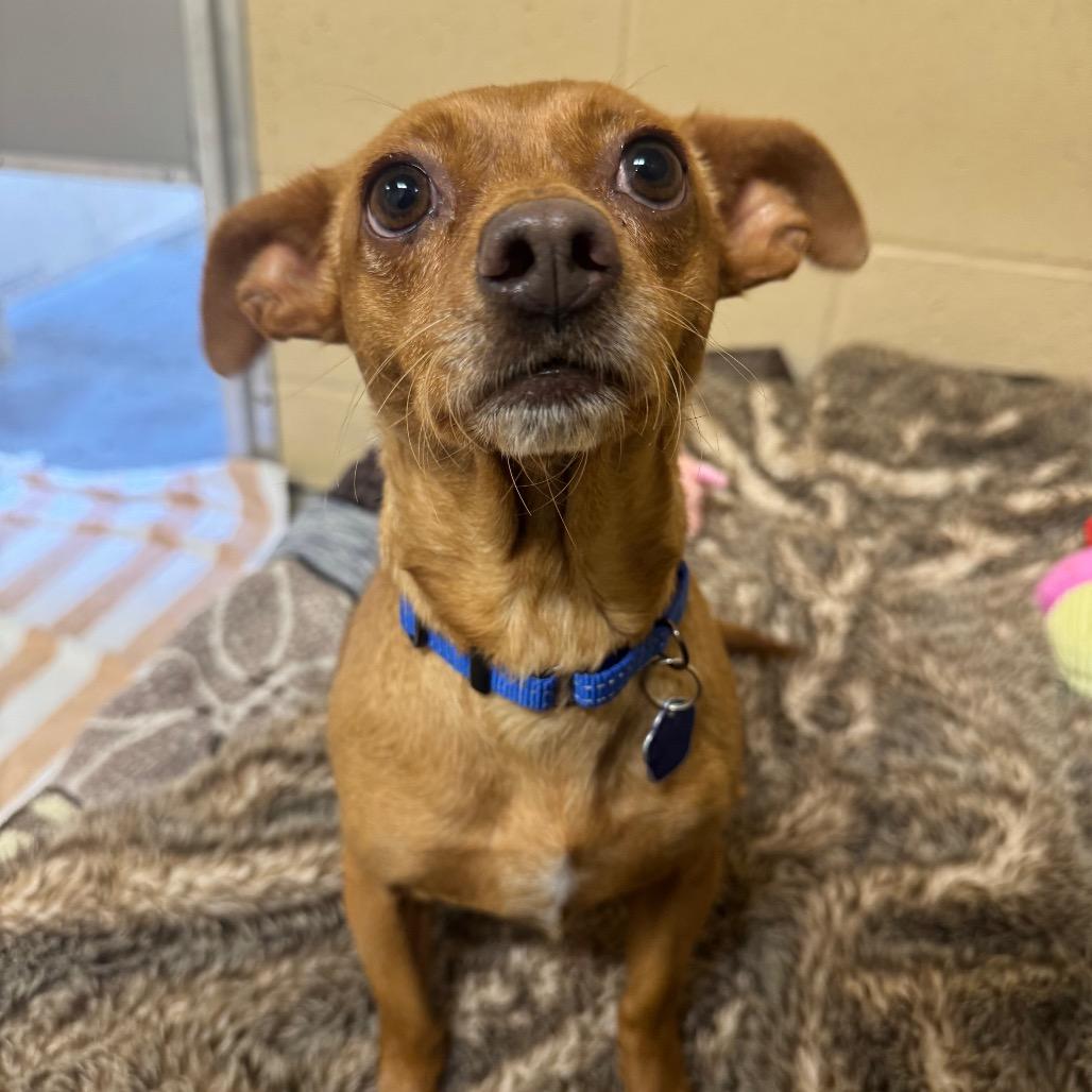 Enlarge Dobby, a Adoptable Chihuahua in Buellton, CA image 4/6