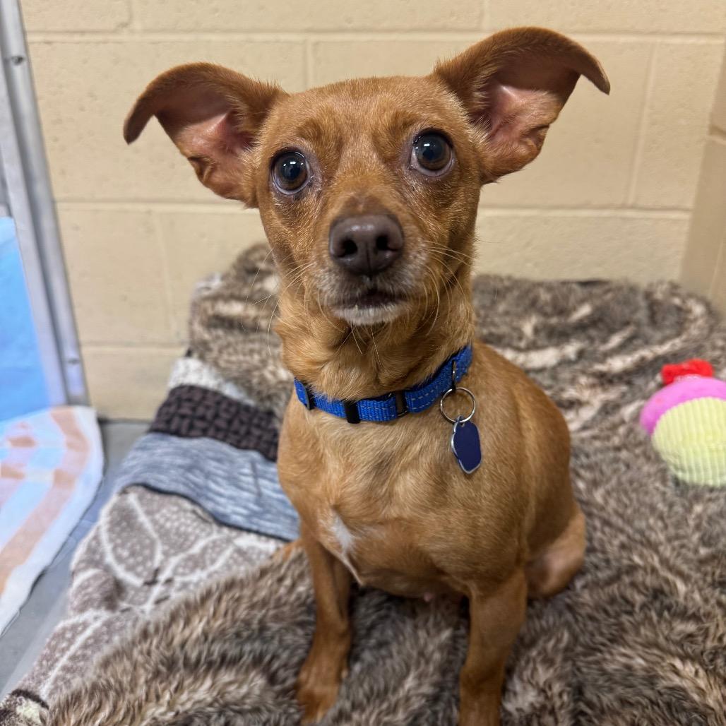 Enlarge Dobby, a Adoptable Chihuahua in Buellton, CA image 5/6