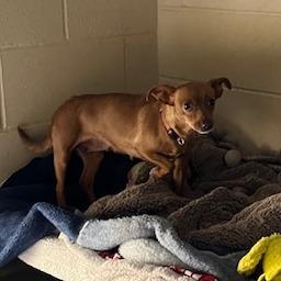 Enlarge Dobby, a Adoptable Chihuahua in Buellton, CA image 6/6