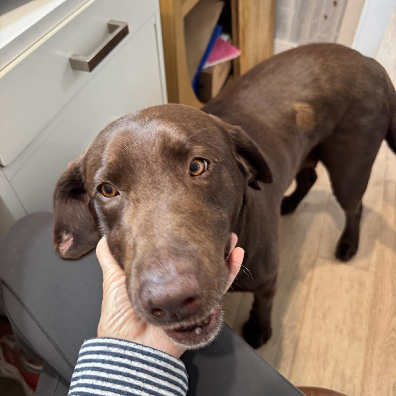 Enlarge Roxie, a ADOPTABLE Chocolate Labrador Retriever in Penfield, NY image 3/6