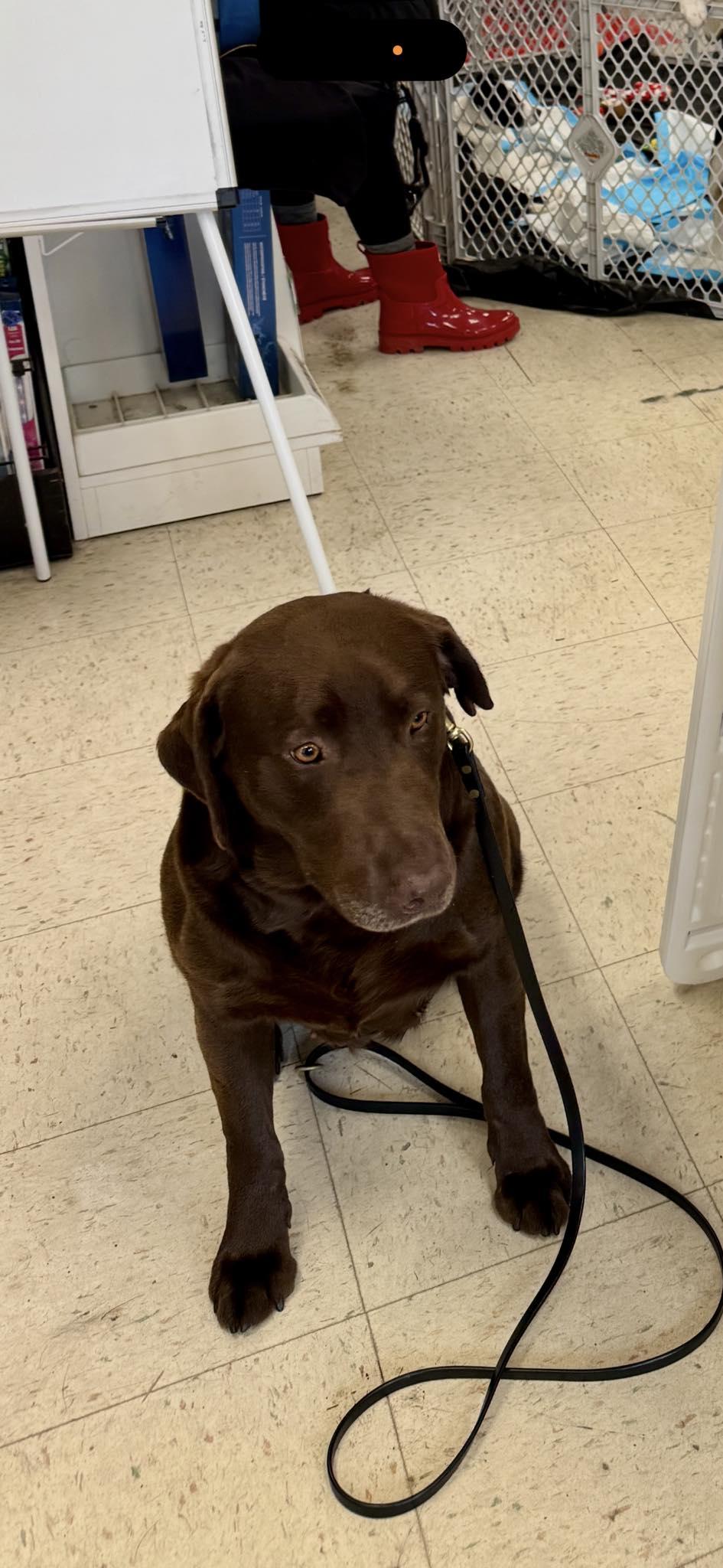 Enlarge Roxie, a ADOPTABLE Chocolate Labrador Retriever in Penfield, NY image 5/6