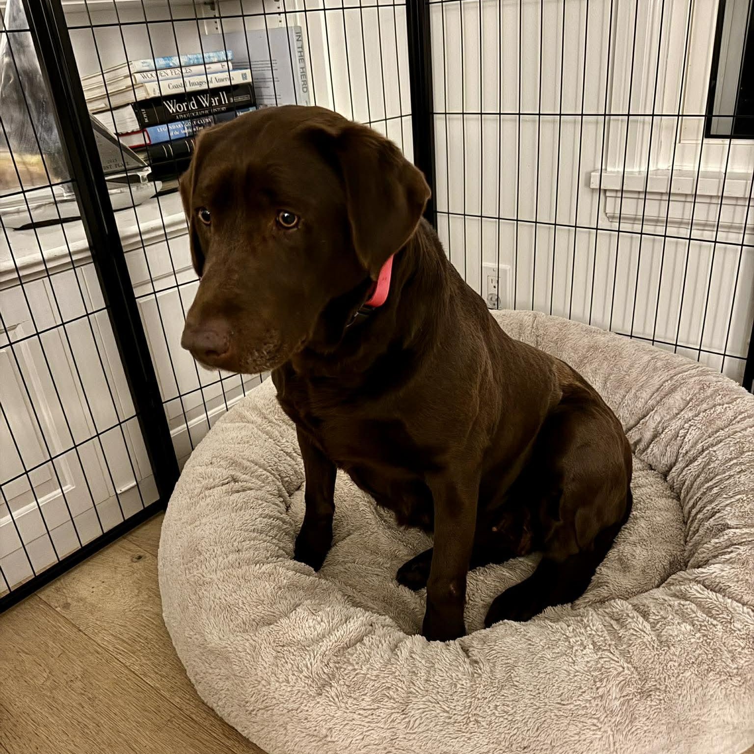 Enlarge Roxie, a ADOPTABLE Chocolate Labrador Retriever in Penfield, NY image 2/6