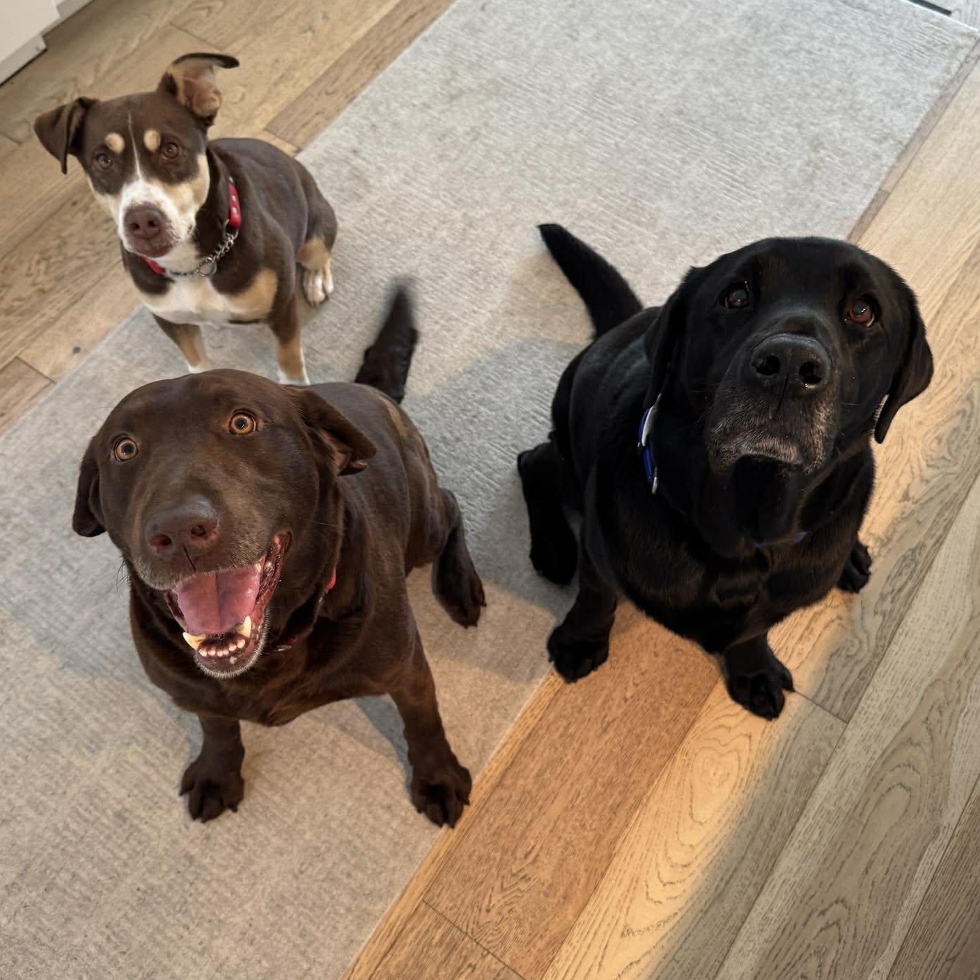Enlarge Roxie, a ADOPTABLE Chocolate Labrador Retriever in Penfield, NY image 4/6