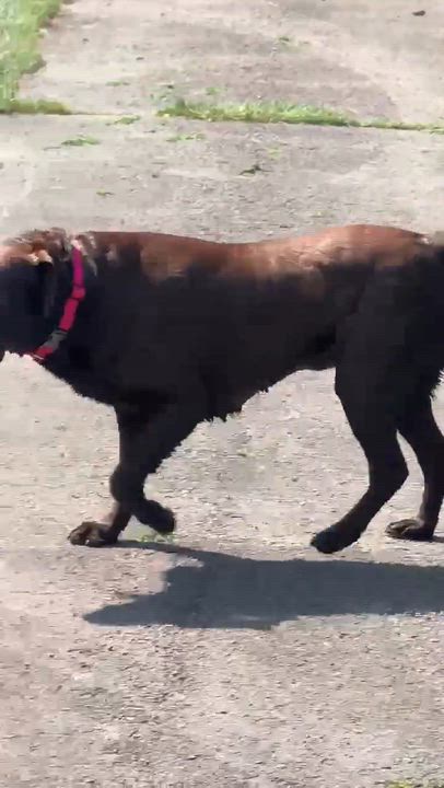Enlarge Roxie, a ADOPTABLE Chocolate Labrador Retriever in Penfield, NY video 6/6