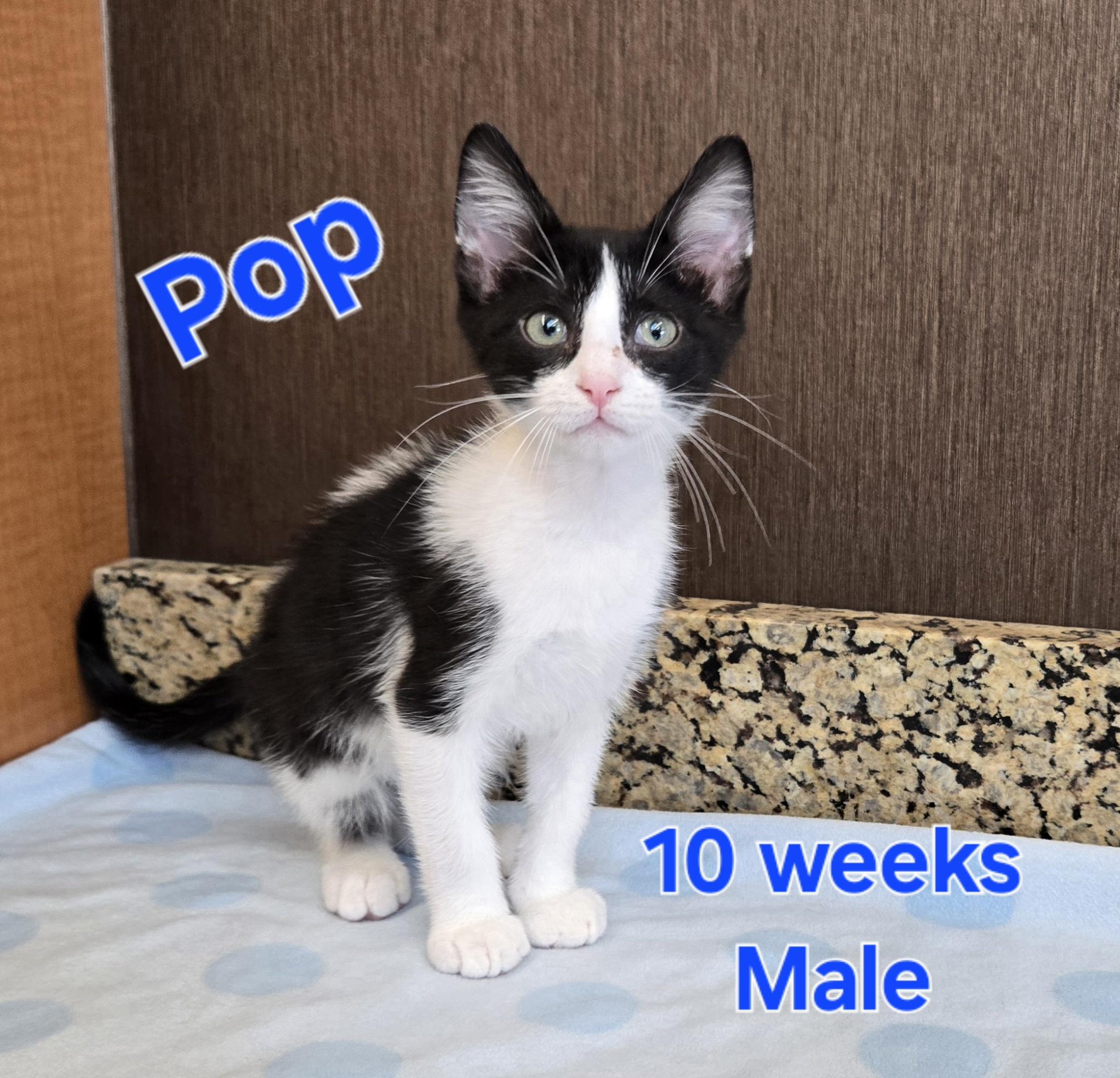 Pop