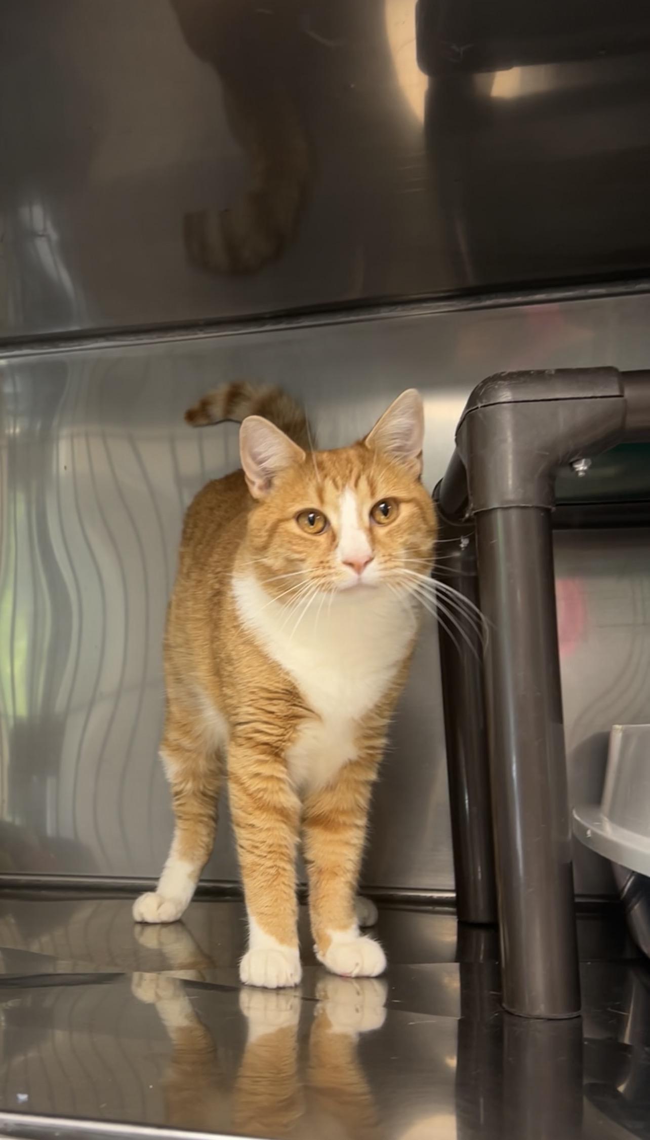Spruce, a Adoptable mixed breed in Montville, NJ image 2/3