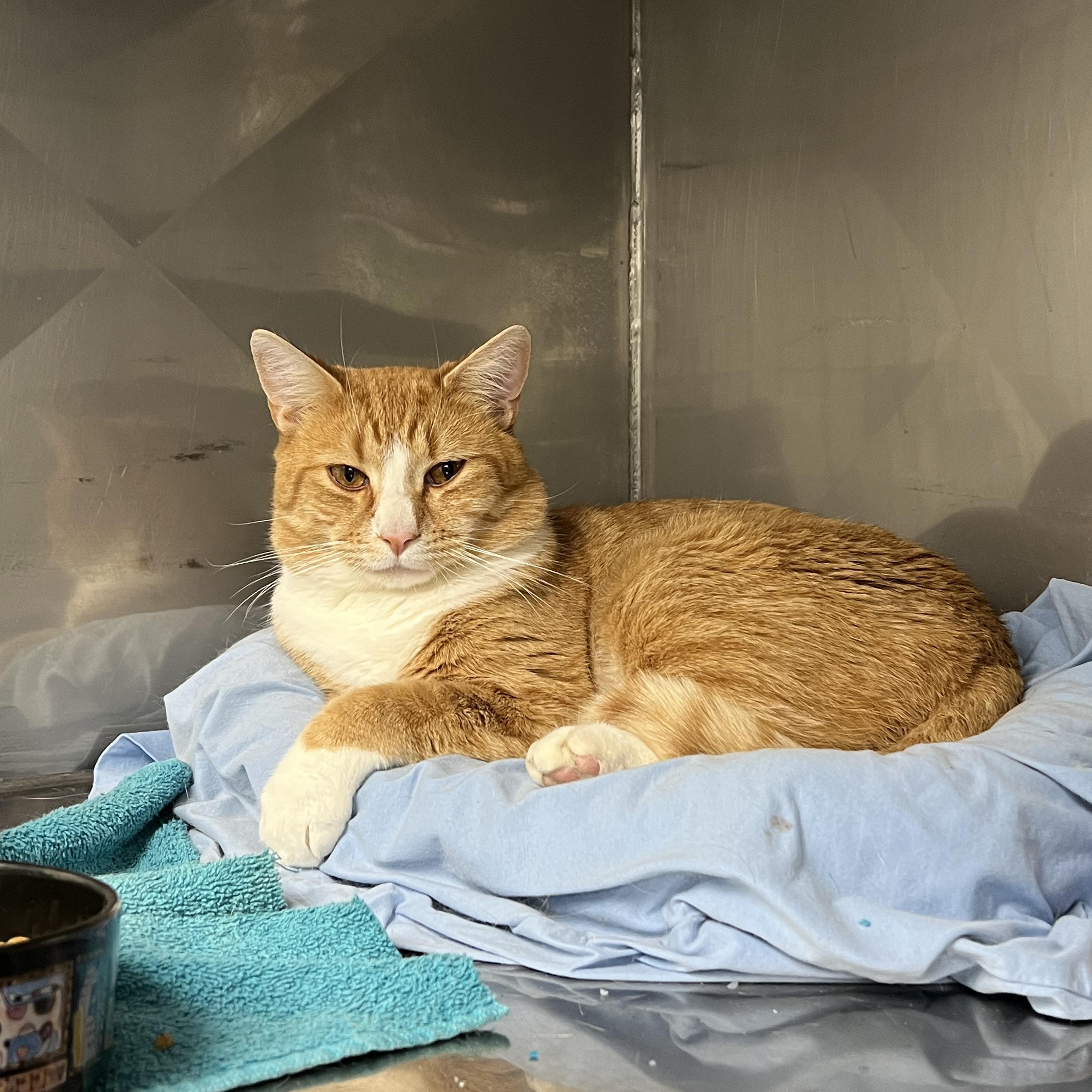 Spruce, a Adoptable mixed breed in Montville, NJ image 3/3