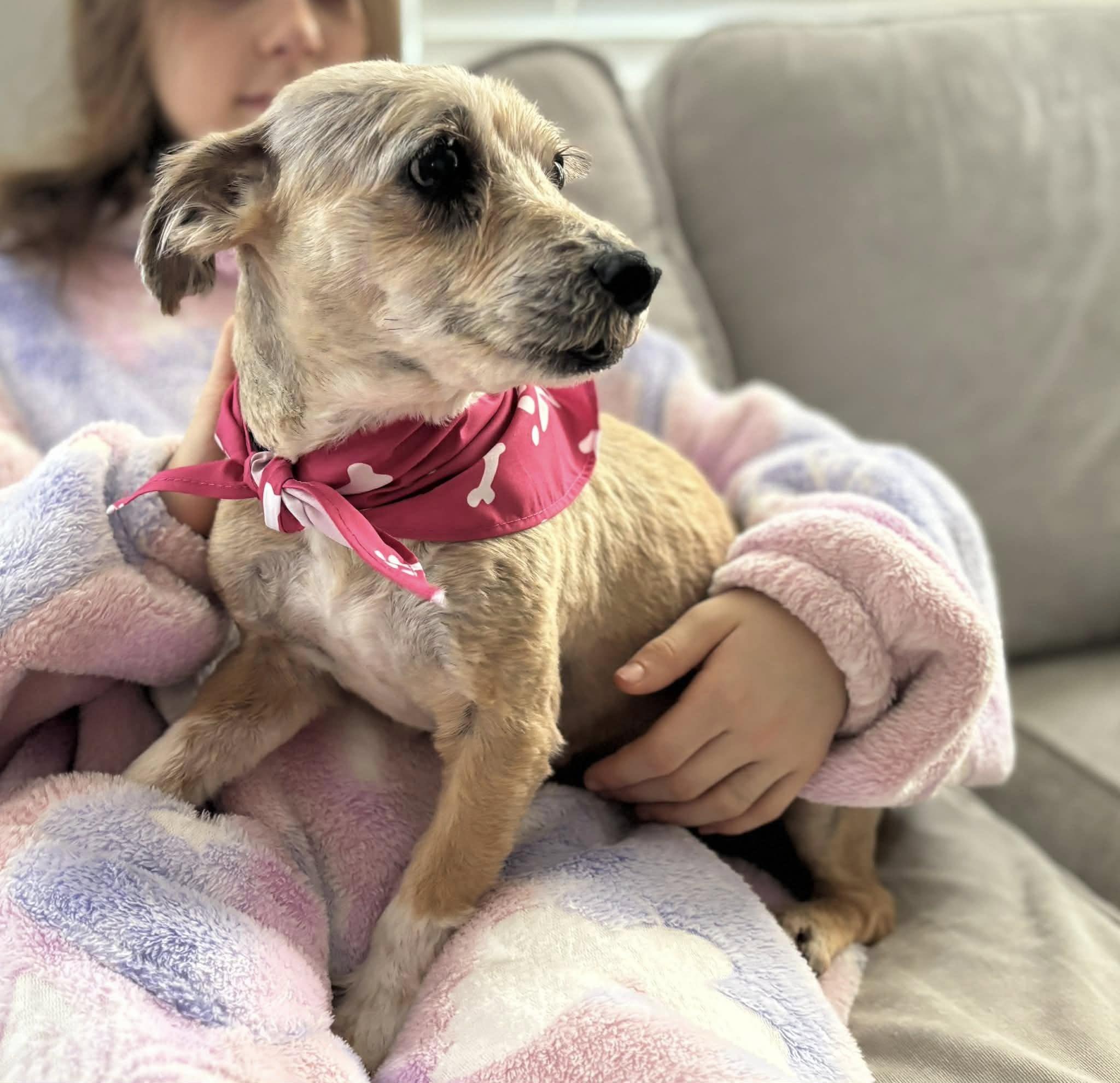 Pomegranate, ADOPTABLE, Adult Female Yorkshire Terrier.