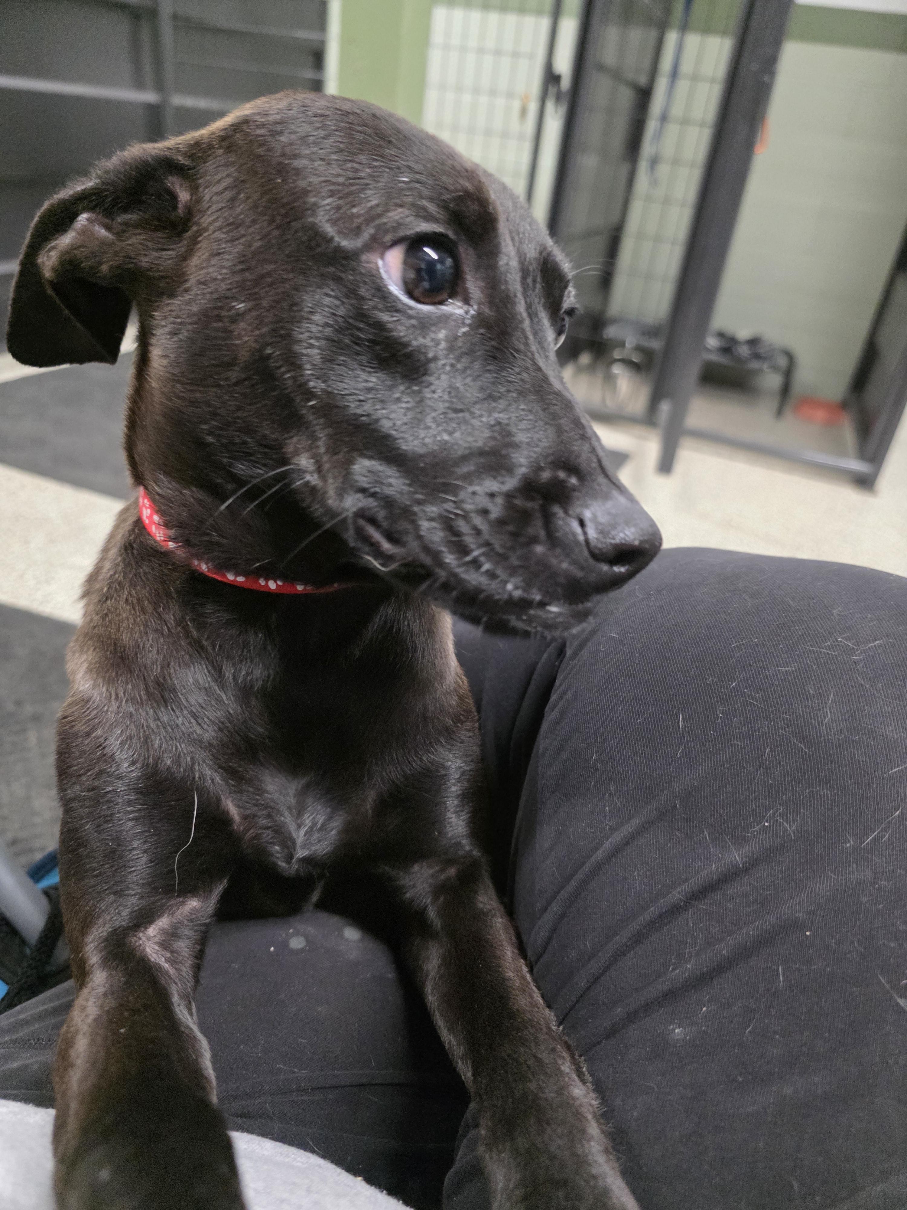 Enlarge Raymond, an adopted mixed breed in Ardara, PA image 2/4