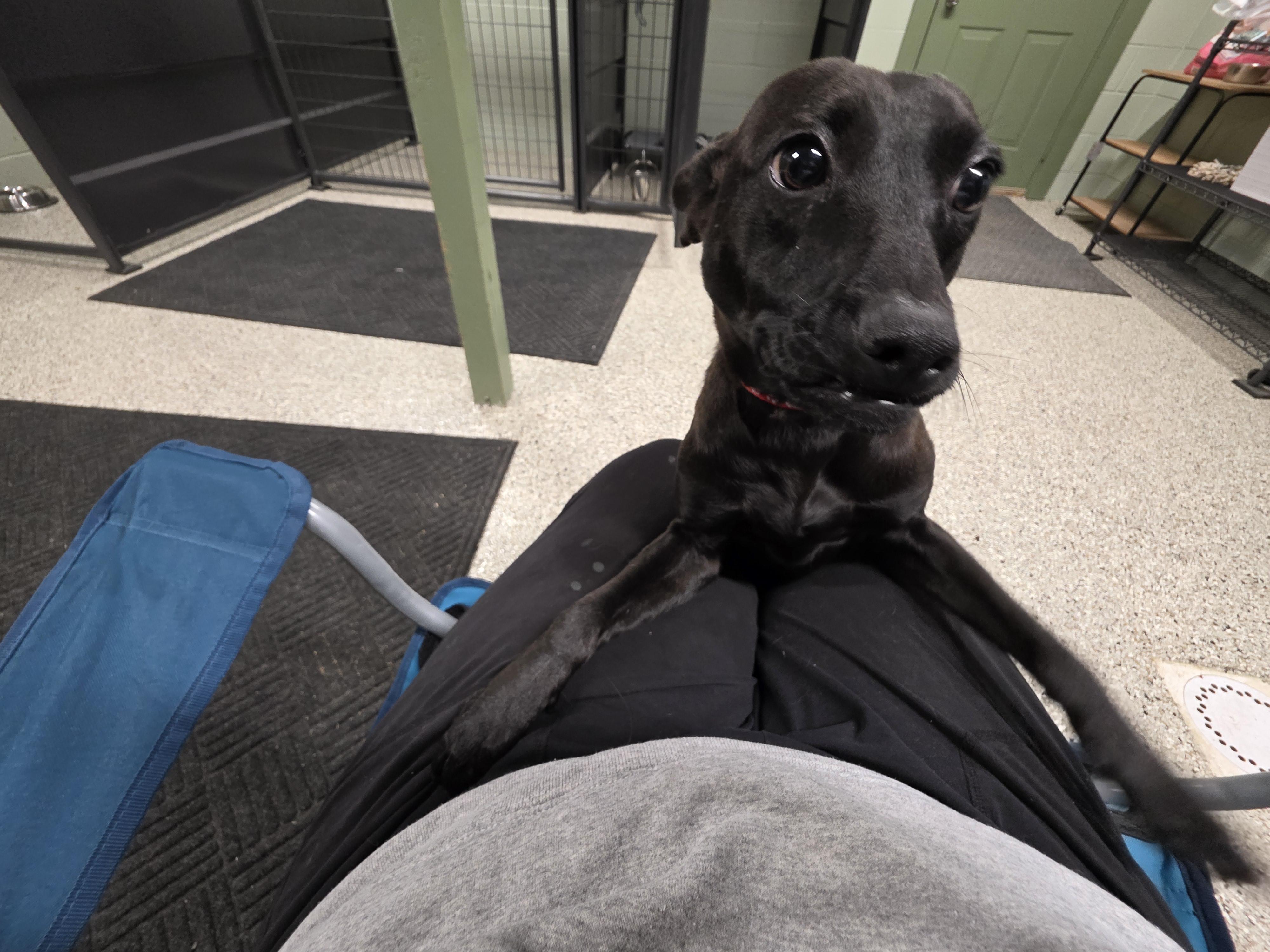 Raymond, adopted, Young Male Chihuahua & Rat Terrier.