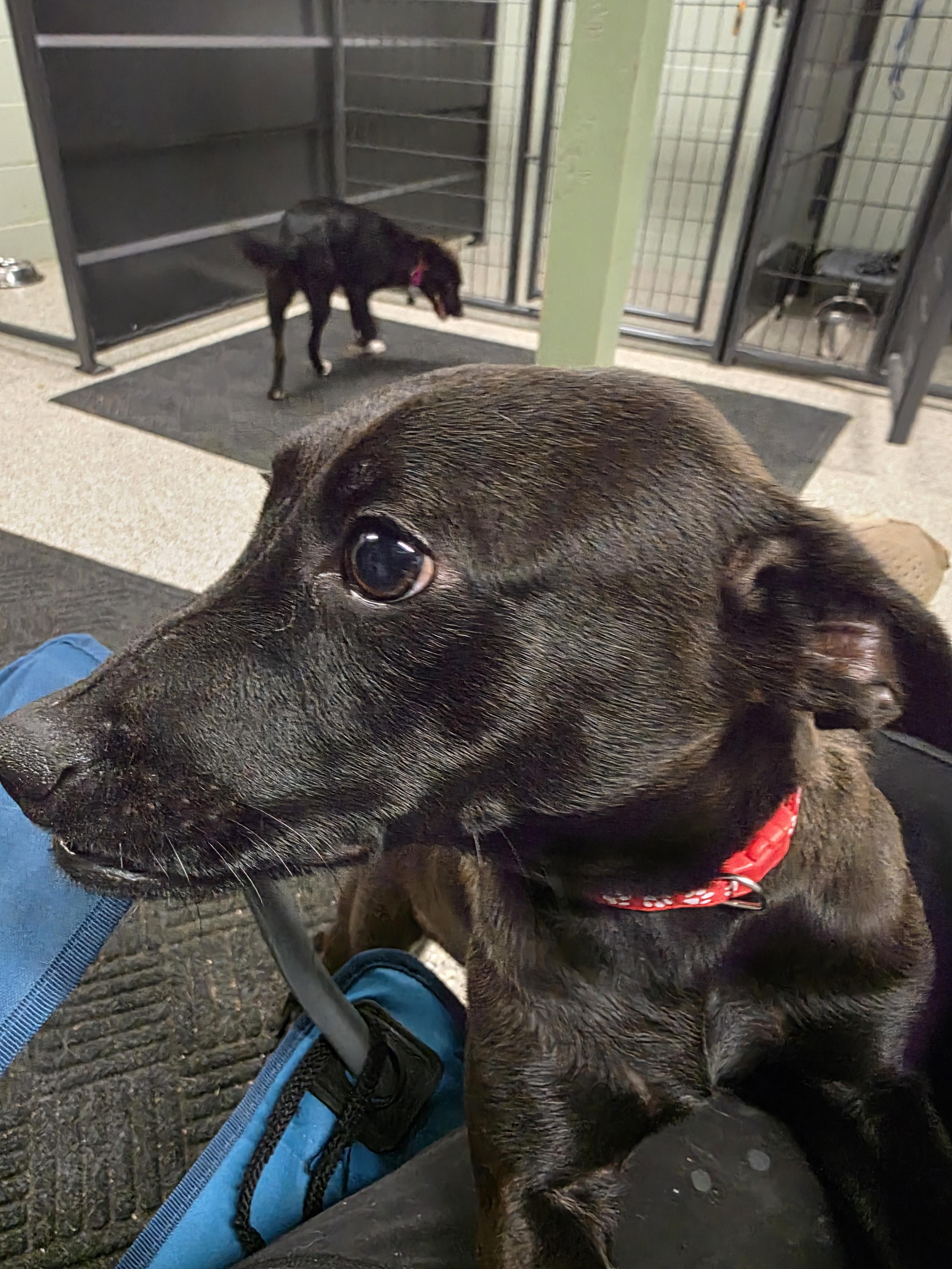 Enlarge Raymond, an adopted mixed breed in Ardara, PA image 4/4