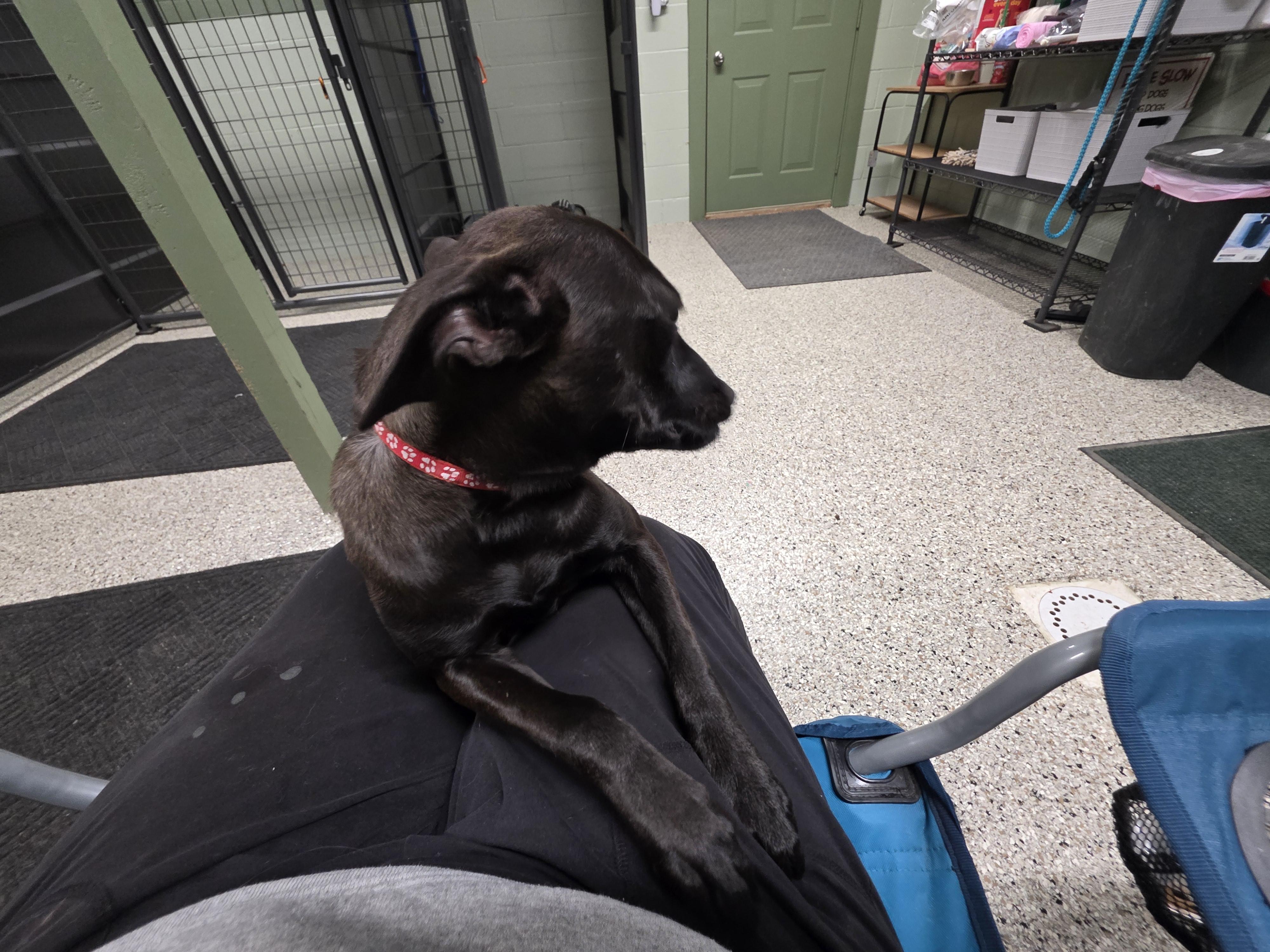 Enlarge Raymond, an adopted mixed breed in Ardara, PA image 3/4