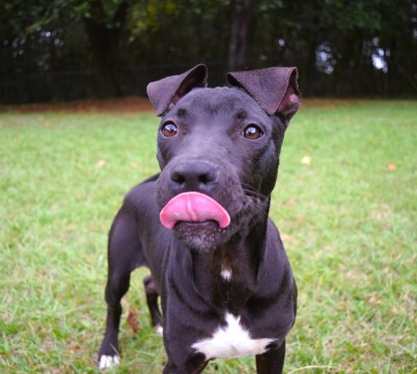 Michael, Adoptable, Young Male Pit Bull Terrier.