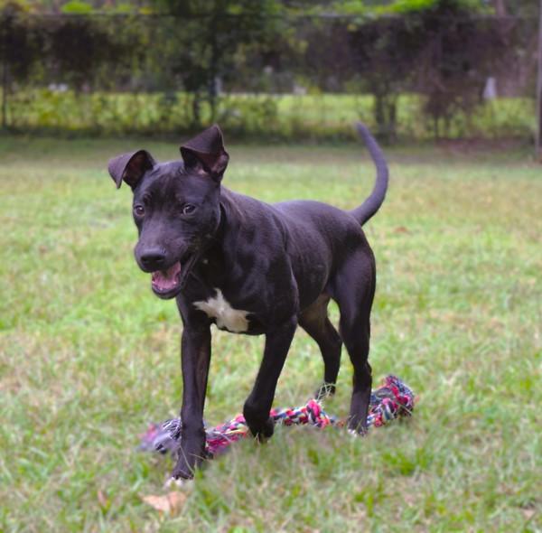 Enlarge Michael, a Adoptable mixed breed in Mobile, AL image 2/6