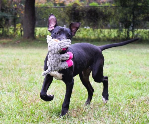 Enlarge Michael, a Adoptable mixed breed in Mobile, AL image 3/6