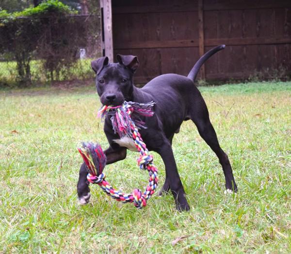 Enlarge Michael, a Adoptable mixed breed in Mobile, AL image 4/6