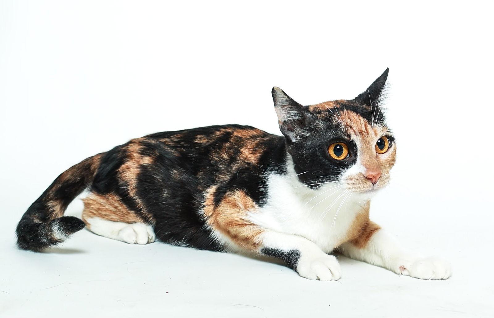 Enlarge Sadie, a Adoptable Calico in Queen Creek, AZ image 1/3