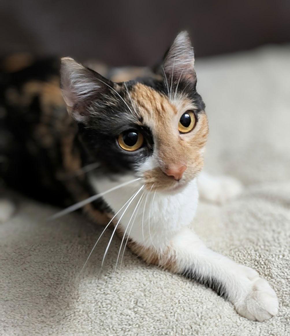 Sadie, a Adoptable Calico in Queen Creek, AZ image 1/3