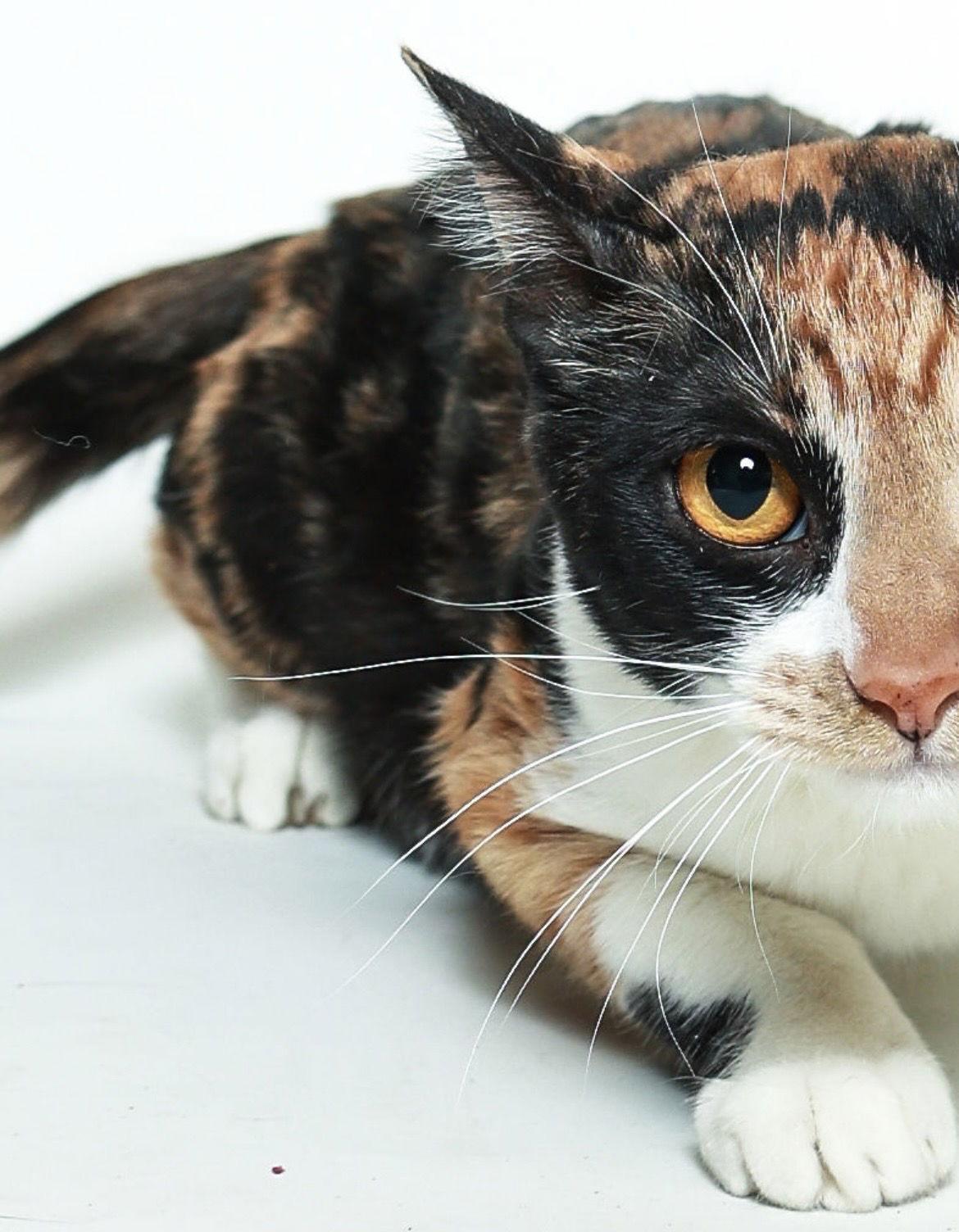 Enlarge Sadie, a Adoptable Calico in Queen Creek, AZ image 2/3