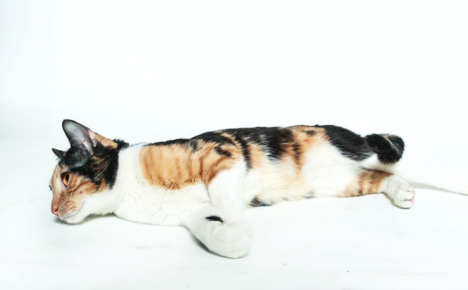 Enlarge Sadie, a Adoptable Calico in Queen Creek, AZ image 3/3