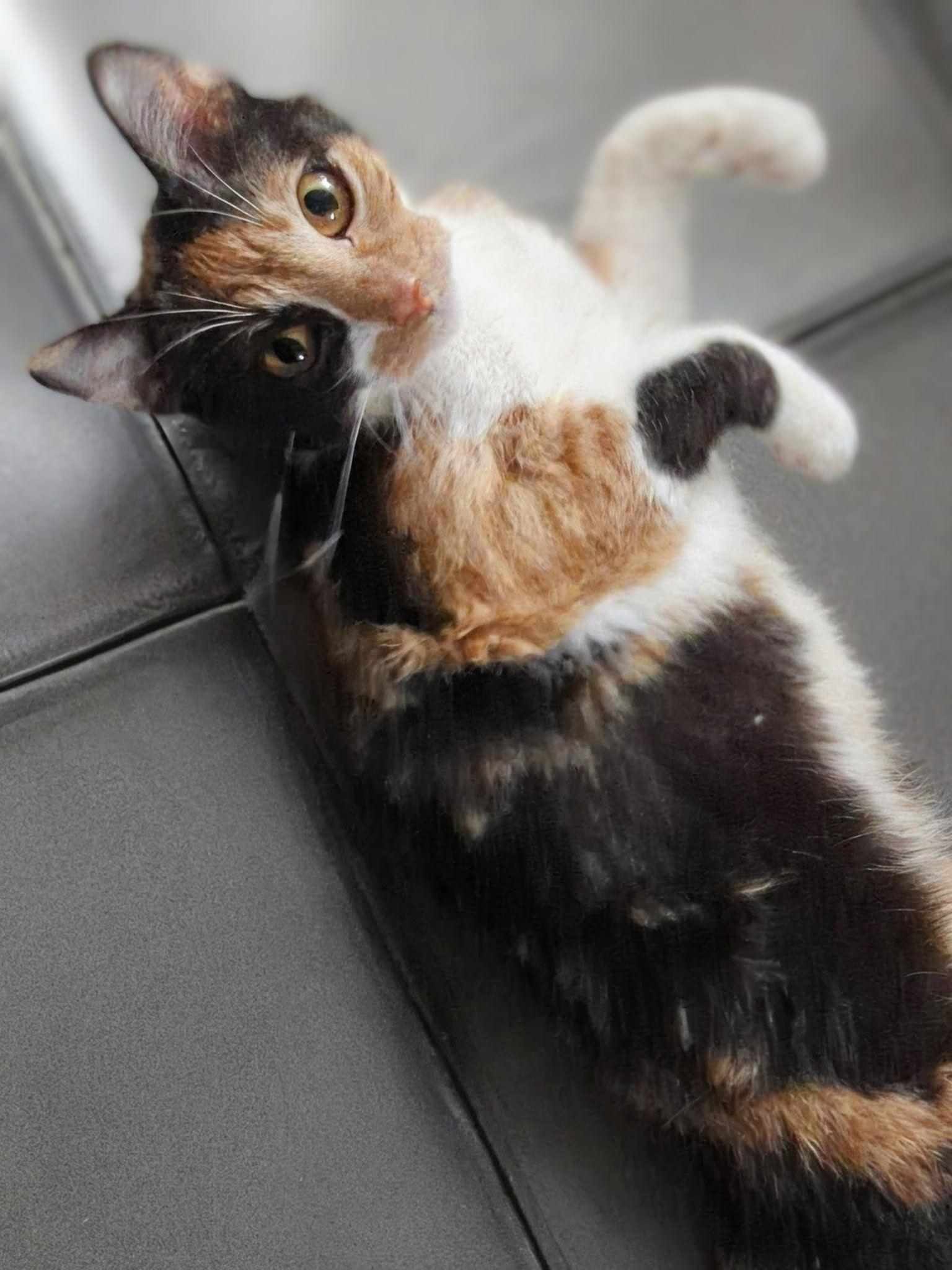 Sadie, a Adoptable Calico in Queen Creek, AZ image 3/3