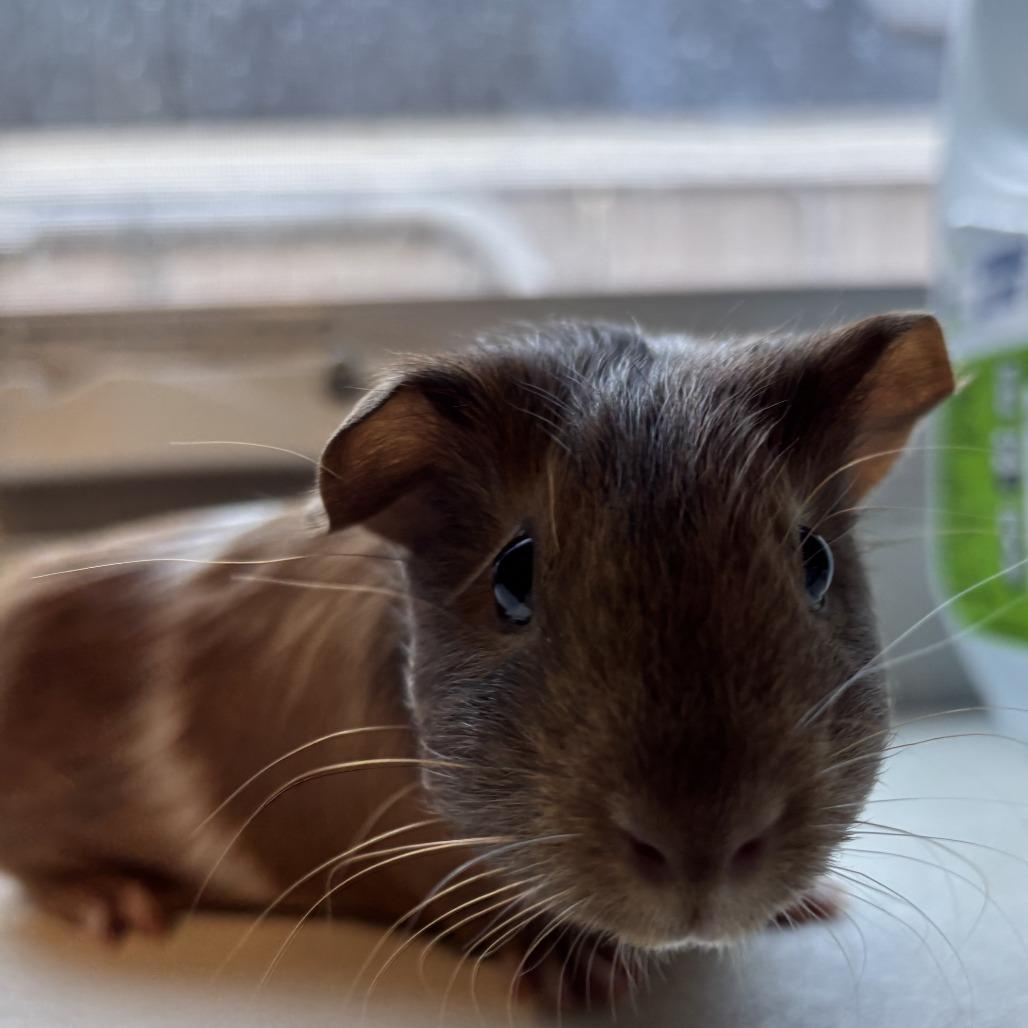 Sweet Potato *Bonded w/ Parsnip*, Adoptable, Baby Female Guinea Pig.