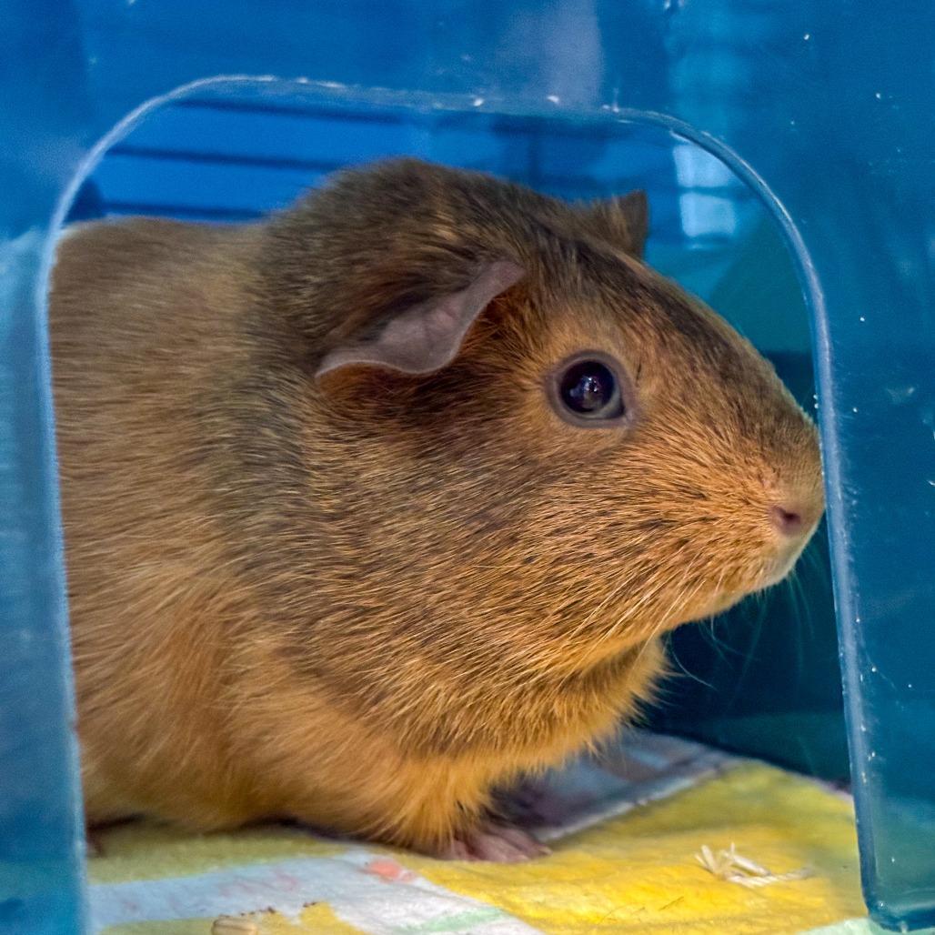 Enlarge Sweet Potato *Bonded w/ Parsnip*, a Adoptable Guinea Pig in Kennebunk, ME image 2/3