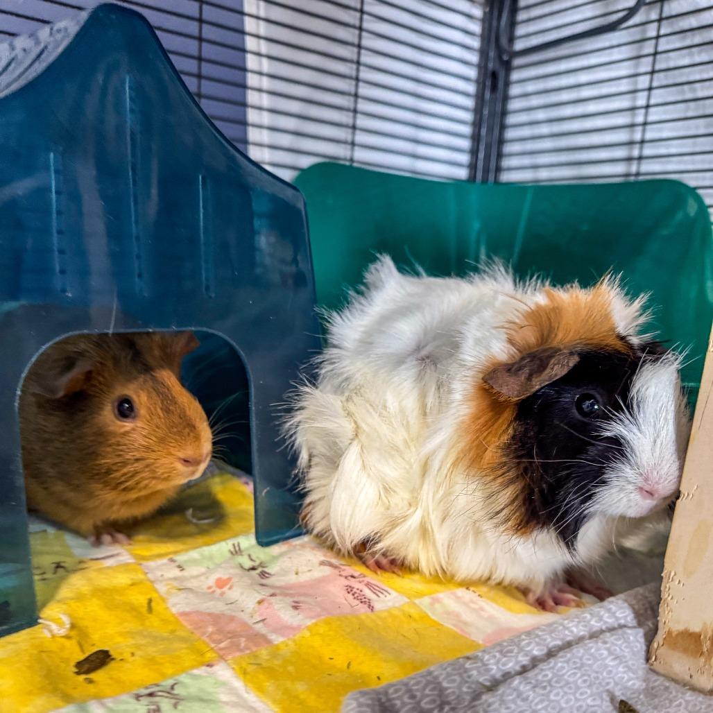 Enlarge Sweet Potato *Bonded w/ Parsnip*, a Adoptable Guinea Pig in Kennebunk, ME image 3/3